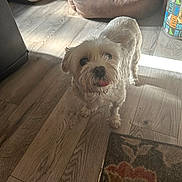 Flump is registered to the contest to win money with this photo: dog, pet, indoor, floor, wooden_floor, dog_bed, blanket, curious, white_dog, small_dog, tongue_out, home, cozy, sunlight, shadow, carpet, furniture, domestic_animal, cute, companion