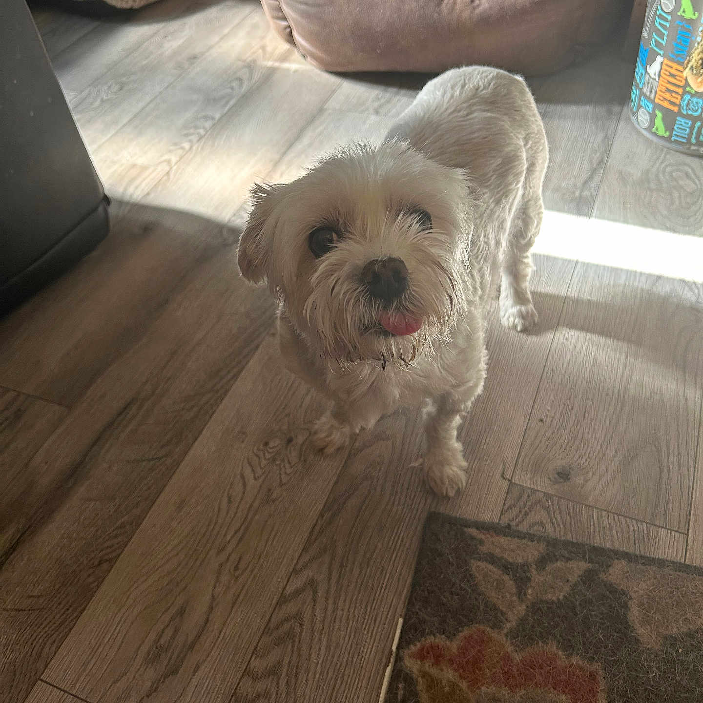 Flump is registered to the contest to win money with this photo: blanket, carpet, companion, cozy, curious, cute, dog, dog_bed, domestic_animal, floor, furniture, home, indoor, pet, shadow, small_dog, sunlight, tongue_out, white_dog, wooden_floor