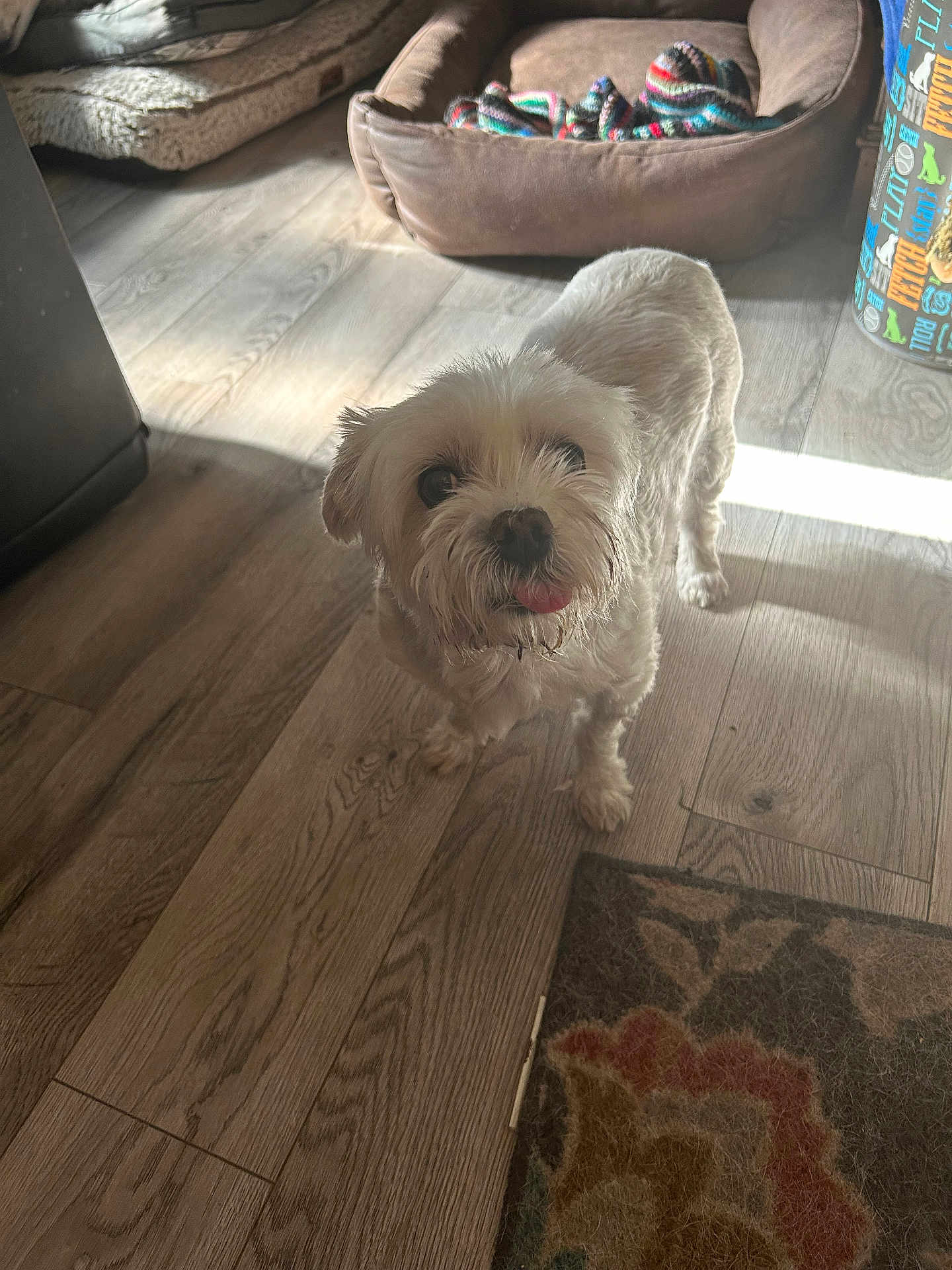Flump is registered to the contest to win money with this photo: dog, pet, indoor, floor, wooden_floor, dog_bed, blanket, curious, white_dog, small_dog, tongue_out, home, cozy, sunlight, shadow, carpet, furniture, domestic_animal, cute, companion
