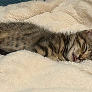 Kimi participe au concours pour gagner de l'argent avec cette photo : kitten, sleeping, tabby, cat, fluffy_blanket, cozy, tongue_out, close_up, pet, feline, striped, cute, resting, soft_texture, domestic_animal, indoor, animal, young, adorable, relaxed