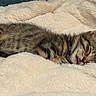 kitten, sleeping, tabby, cat, fluffy_blanket, cozy, tongue_out, close_up, pet, feline, striped, cute, resting, soft_texture, domestic_animal, indoor, animal, young, adorable, relaxed