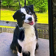 Lacy Lou is registered to the contest to win money with this photo: animal, black_and_white, blue_eyes, canine, cute, dog, fluffy, friendly, grass, happy, head_tilt, nature, outdoor, pet, portrait, sitting, table, tongue_out, trees, wooden_fence
