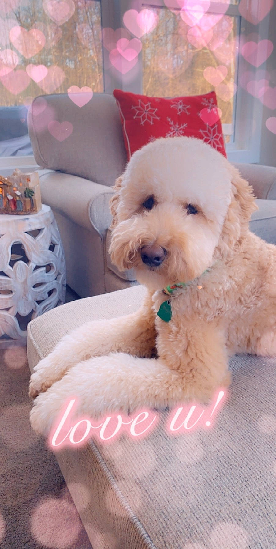 Charlie Brown joined the competition — help win amazing prizes! canidae, carnivore, cavachon, cockapoo, companion_dog, dog, dog_breed, goldendoodle, labradoodle, maltepoo, maltese, mammal, poodle, poodle_crossbreed, puppy, puppy_love, schnoodle, toy_dog, toy_poodle, vertebrate