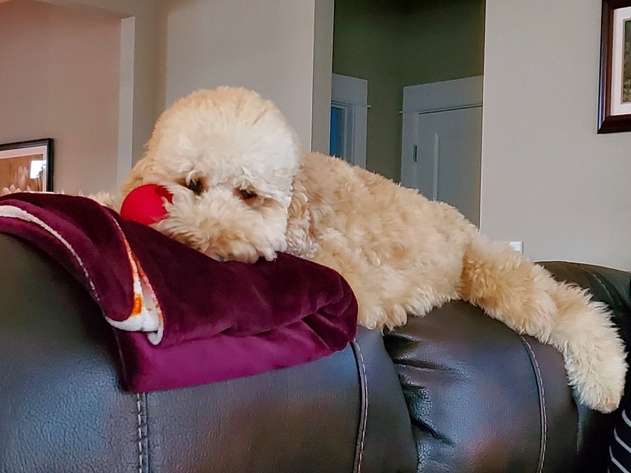 Charlie Brown joined the competition — help win amazing prizes! canidae, carnivore, cockapoo, companion_dog, dog, dog_breed, goldendoodle, irish_soft_coated_wheaten_terrier, labradoodle, lagotto_romagnolo, maltepoo, maltese, miniature_poodle, poodle_crossbreed, puppy, schnoodle, spanish_water_dog, sporting_group, toy_dog, toy_poodle