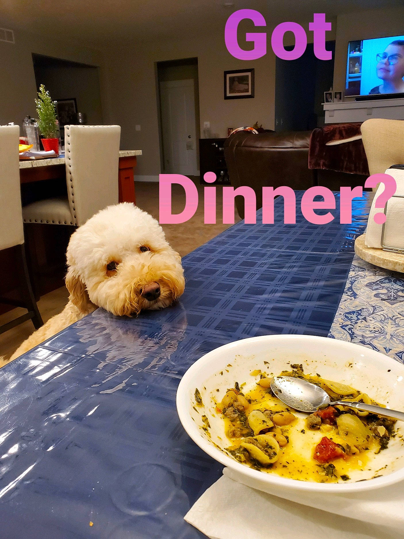 Charlie Brown joined the competition — help win amazing prizes! breakfast, brunch, canidae, carnivore, comfort_food, companion_dog, cuisine, dish, dog, dog_breed, food, ingredient, lunch, meal, old_english_sheepdog, produce, sporting_group