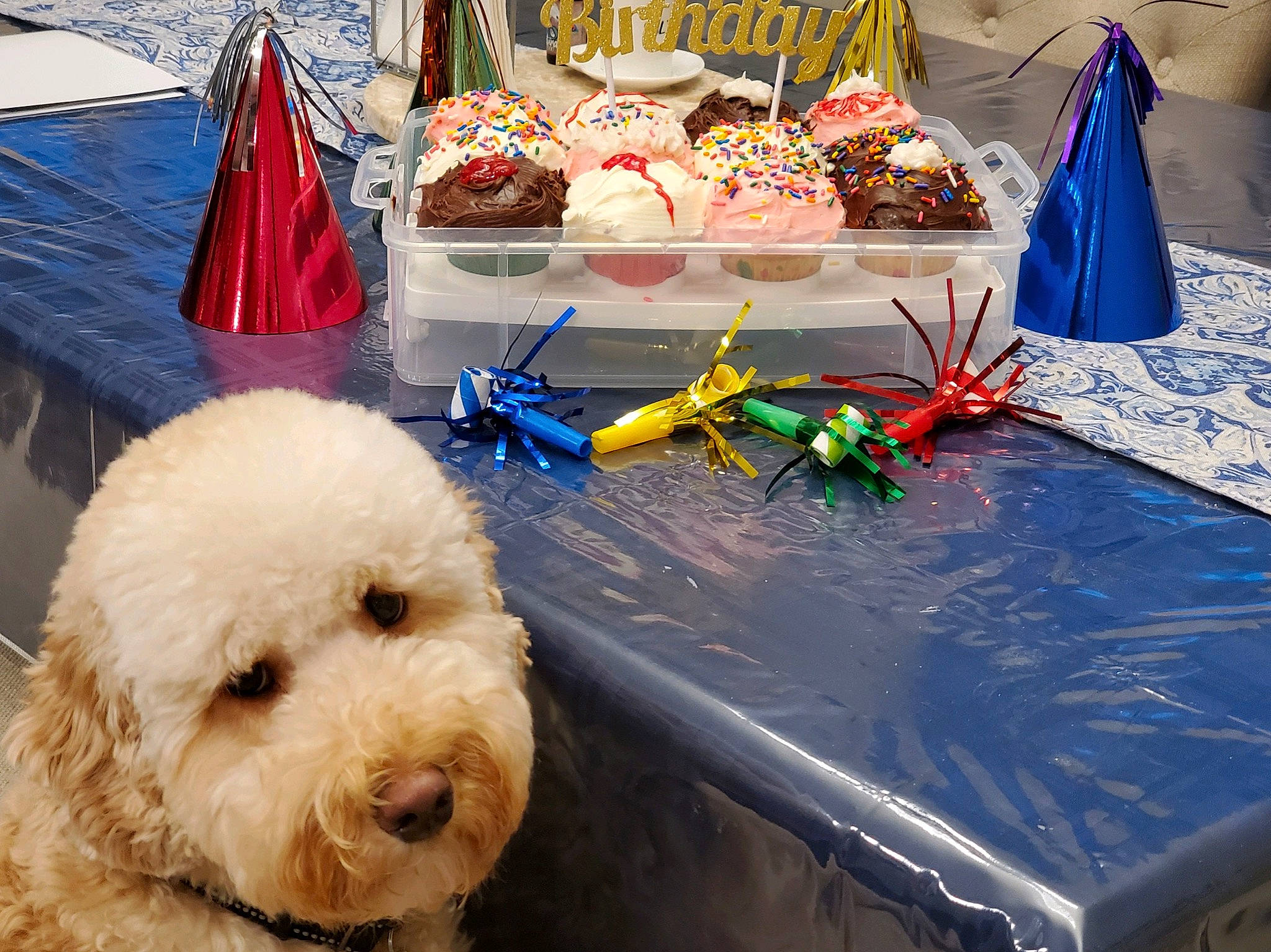 Charlie Brown is registered to the contest to win money with this photo: bichon, bichon_frise, canidae, carnivore, cockapoo, companion_dog, dog, dog_breed, goldendoodle, labradoodle, lagotto_romagnolo, non_sporting_group, poodle, sealyham_terrier, sporting_group, terrier, toy_dog