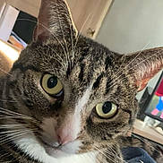 Nala is registered to the contest to win money with this photo: abyssinian, angora, animal, cat, computerhardware, door, egyptiancat, electronics, face, hardware, head, indoors, kitten, manx, monitor, person, pet, screen, tv