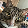 abyssinian, angora, animal, cat, computerhardware, door, egyptiancat, electronics, face, hardware, head, indoors, kitten, manx, monitor, person, pet, screen, tv