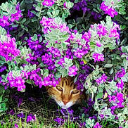 Charlie is registered to the contest to win money with this photo: animal, bush, camouflage, cat, closeup, curious, eyes, face, flower, foliage, garden, grass, green_leaves, nature, outdoor, pet, plant, purple_flower, spring, wildlife