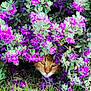 animal, bush, camouflage, cat, closeup, curious, eyes, face, flower, foliage, garden, grass, green_leaves, nature, outdoor, pet, plant, purple_flower, spring, wildlife