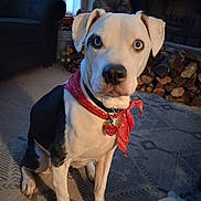 Trevor joined the competition — help win amazing prizes! animal, bandana, black, canine, carpet, collar, cozy, cute, dog, ears, fireplace, firewood, heart_tag, heterochromia, house, indoor, looking, pet, sitting, white