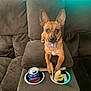 antler, brown_fabric, centered_subject, chew_toy, chihuahua_mix, collar_flower, couch, cup_holder, cute, dog, ears_up, indoor, living_room, looking_at_camera, paws, pepsi_can, small_dog, soda_can, sofa, upholstery