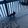 canine, car, coat, cold, curious, deck, dog, evening, footprints, leash, low_light, outdoor, paw_prints, paws, porch, small_dog, snow, walking, winter, wooden_railings