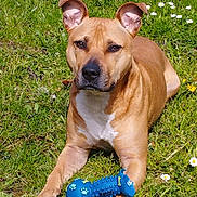 Laïka participe au concours pour gagner de l'argent avec cette photo : dog, grass, toy, bone_toy, outdoor, pet, animal, laying_down, brown_dog, white_paws, greenery, nature, playful, chewed_toy, ears_up, daylight, summer, relaxed, cute, small_flowers