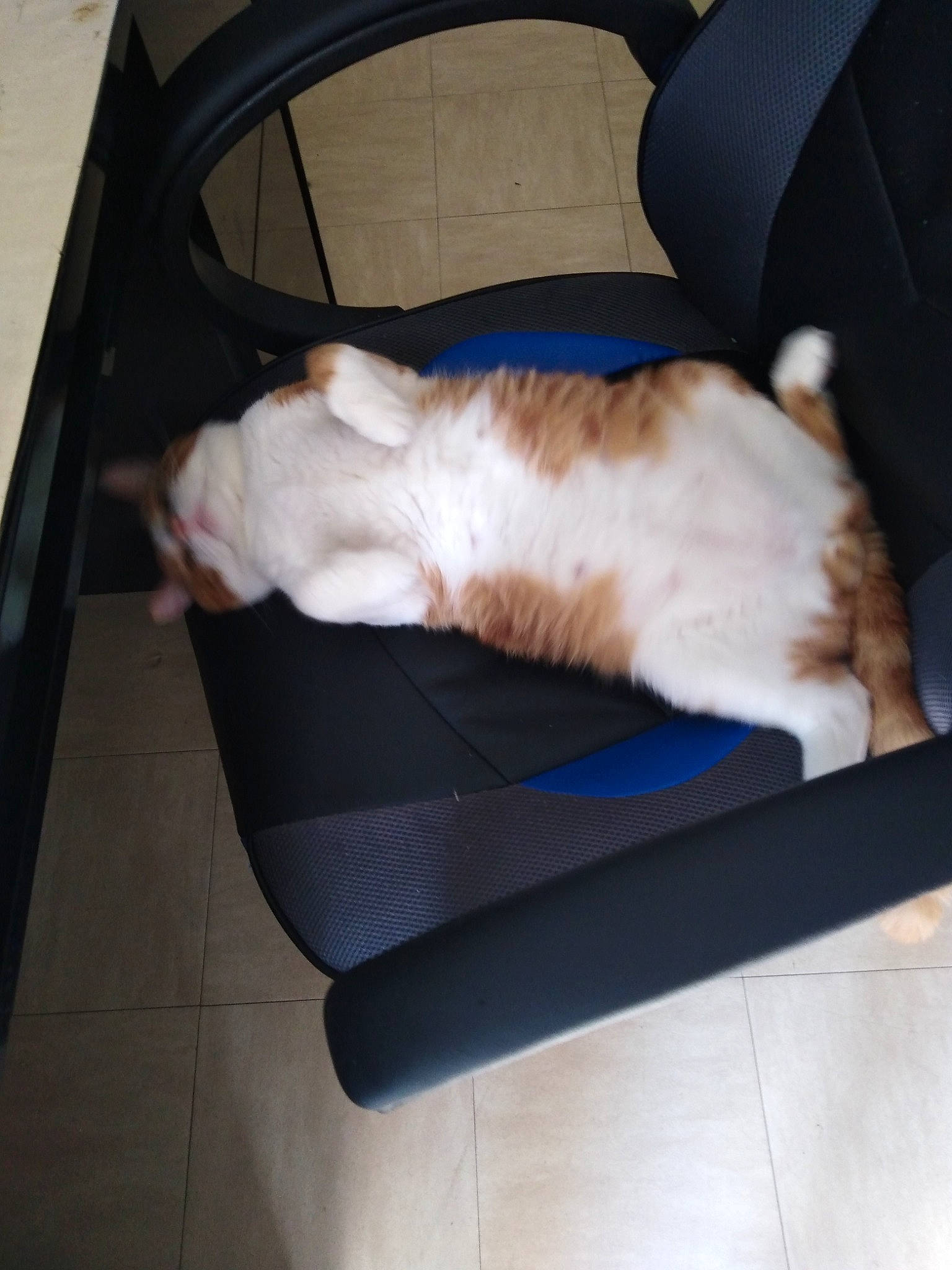 Nougat a rejoint le concours — aidez-le/la à gagner de superbes lots ! canidae, carnivore, cat, cat_supply, chair, comfort, companion_dog, felidae, flooring, fur, hardwood, lap, nap, paw, pet_supply, small_to_medium_sized_cats, sporting_group, tail, whiskers, wood