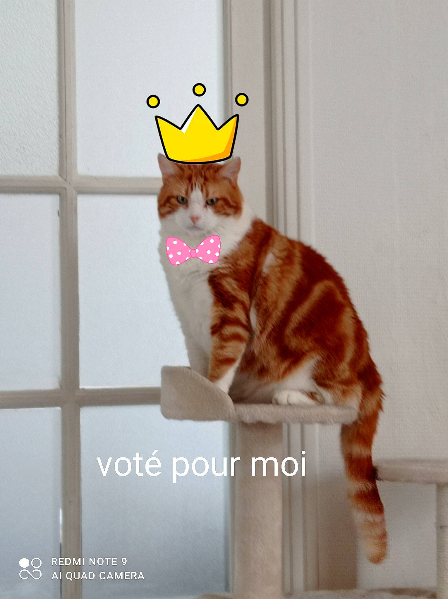 Nougat participe au concours pour gagner de l'argent avec cette photo : carnivore, cat, domestic_short_haired_cat, fawn, felidae, font, fur, pattern, paw, peach, photo_caption, room, small_to_medium_sized_cats, snout, stuffed_toy, tail, terrestrial_animal, whiskers, window, wood