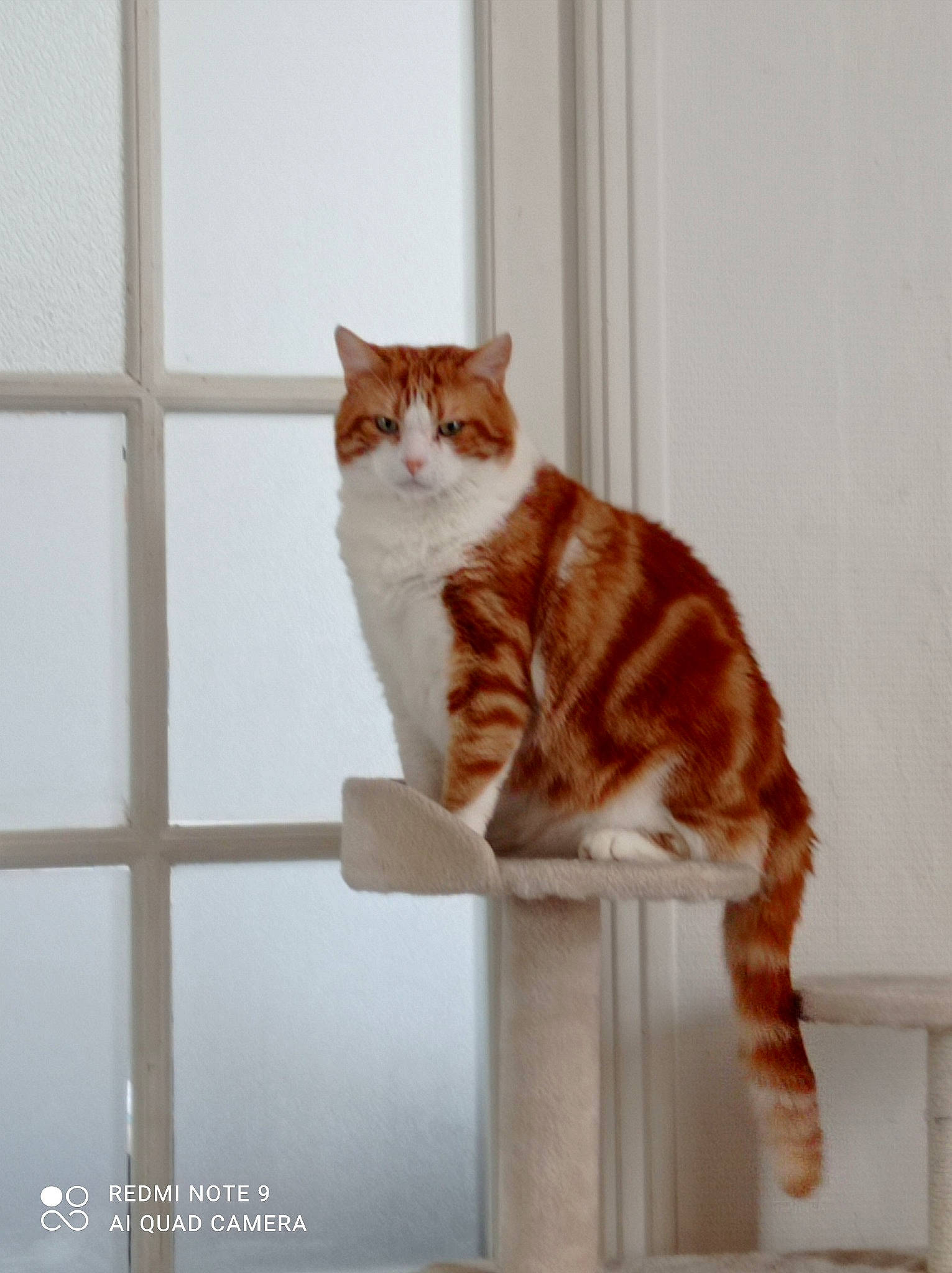 Nougat participe au concours pour gagner de l'argent avec cette photo : brown, carnivore, cat, domestic_short_haired_cat, fawn, felidae, flooring, fur, hardwood, paw, pet_supply, room, sitting, small_to_medium_sized_cats, snout, tail, whiskers, window, wood