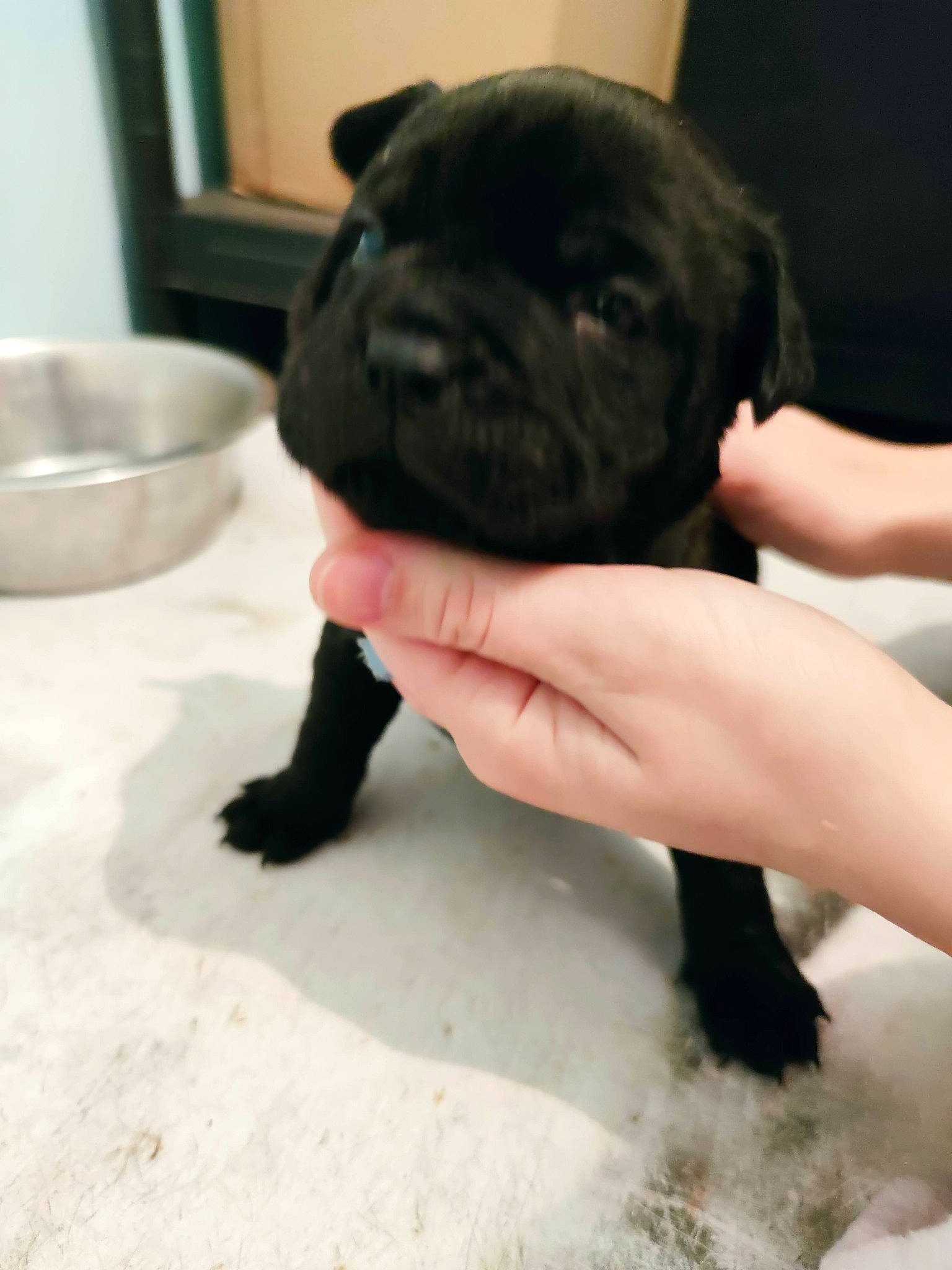 Shanghai a rejoint le concours — aidez-le/la à gagner de superbes lots ! canidae, carnivore, claw, companion_dog, dog, dog_breed, fur, gesture, mixing_bowl, nail, paw, pug, serveware, snout, sporting_group, terrestrial_animal, thumb, toy_dog, working_animal, wrinkle