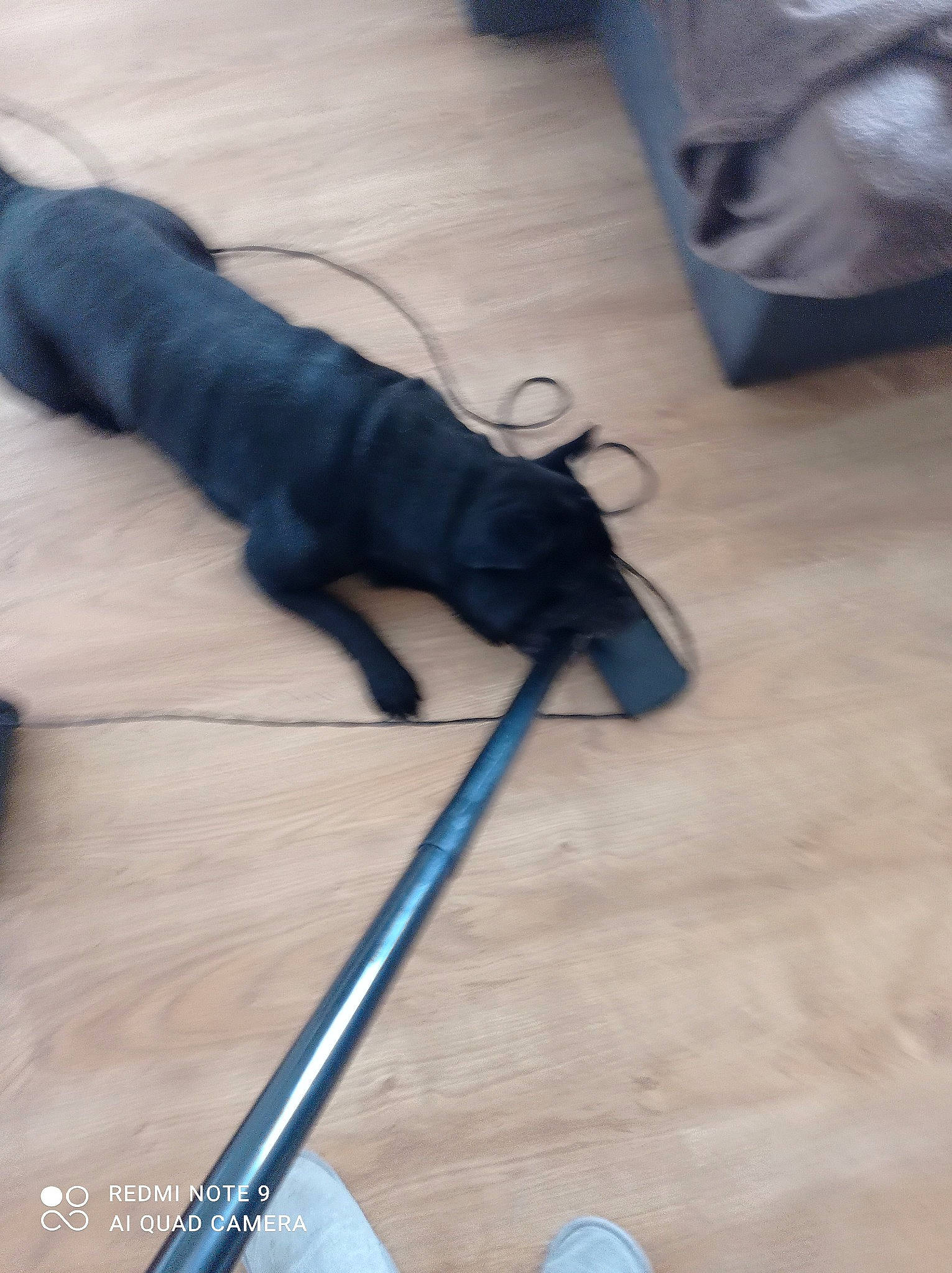 Shanghai a rejoint le concours — aidez-le/la à gagner de superbes lots ! audio_equipment, carnivore, comfort, companion_dog, dog_breed, electric_blue, fawn, felidae, floor, flooring, foot, gadget, hardwood, human_leg, microphone, small_to_medium_sized_cats, snout, tail, whiskers, wood