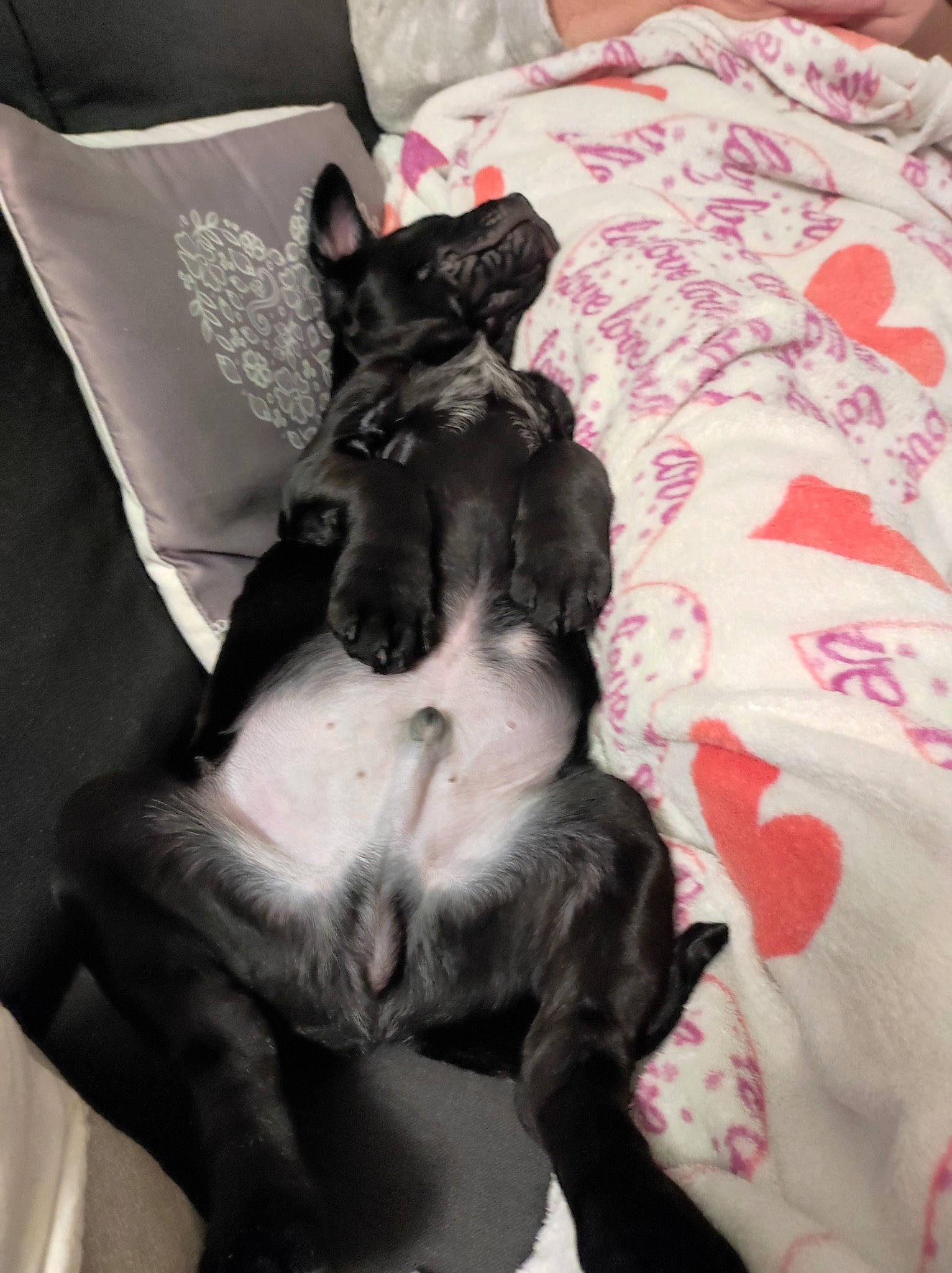 Shanghai participe au concours pour gagner de l'argent avec cette photo : bed, bedding, canidae, carnivore, comfort, companion_dog, dog, dog_breed, fawn, fur, grey, guard_dog, linens, nap, non_sporting_group, snout, sporting_group, toy_dog, whiskers, working_animal