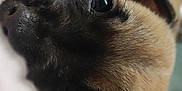 Aro participe au concours pour gagner de l'argent avec cette photo : adorable, animal, black, brown, close_up, cute, dog, eyes, face, fur, indoor, lying_down, nose, pet, puppy, relaxed, snout, soft_focus, whiskers, young