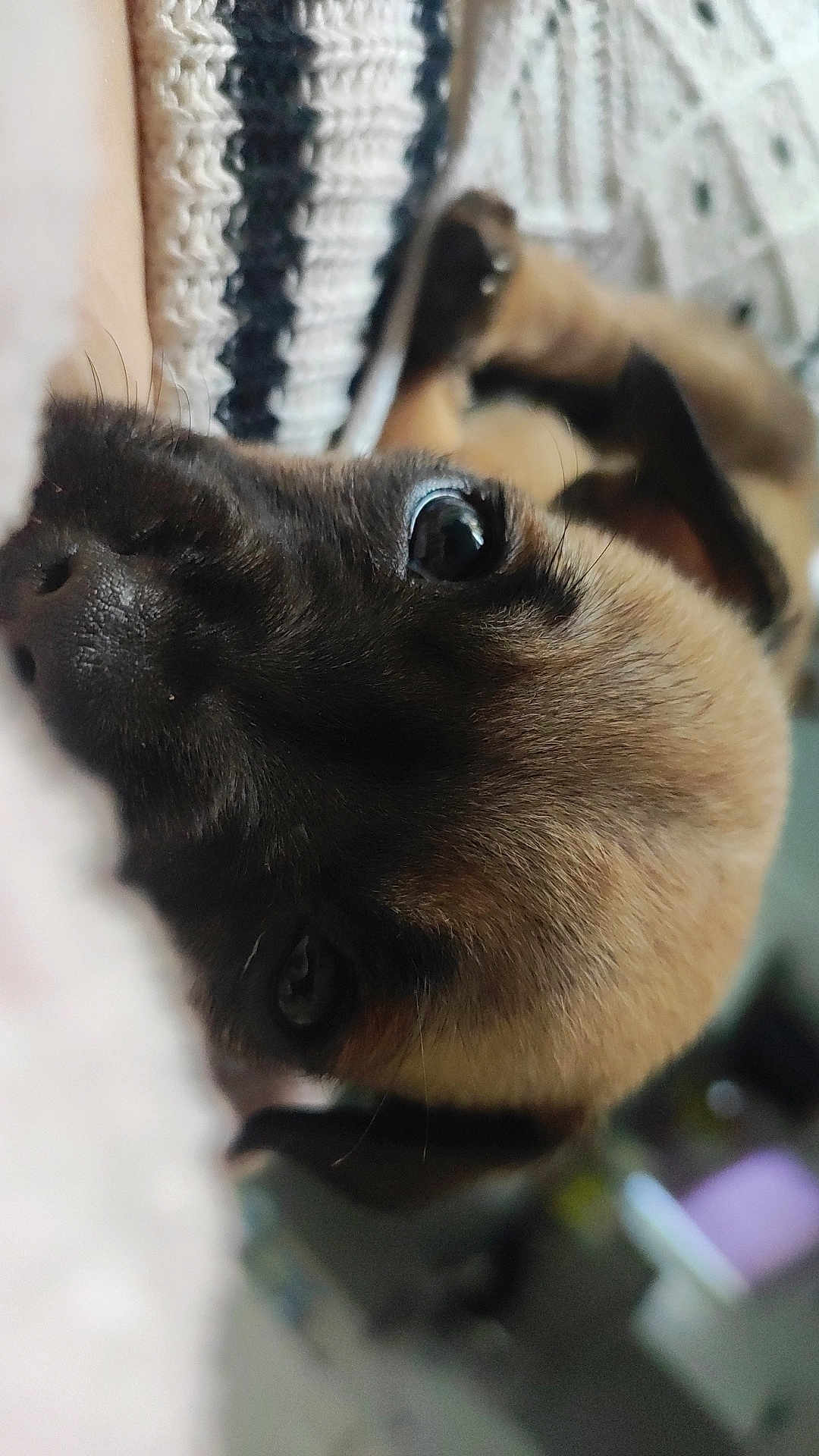 Aro