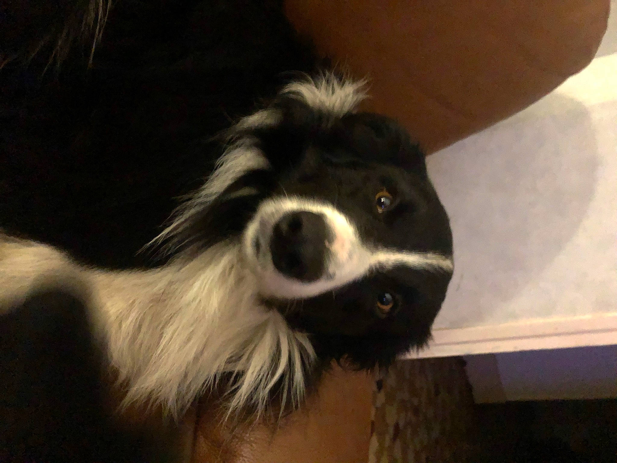 Rocco a rejoint le concours — aidez-le/la à gagner de superbes lots ! bernese_mountain_dog, border_collie, canidae, carnivore, companion_dog, dog, dog_breed, fur, herding_dog, sporting_group, terrestrial_animal, toy_dog, whiskers, working_animal, working_dog