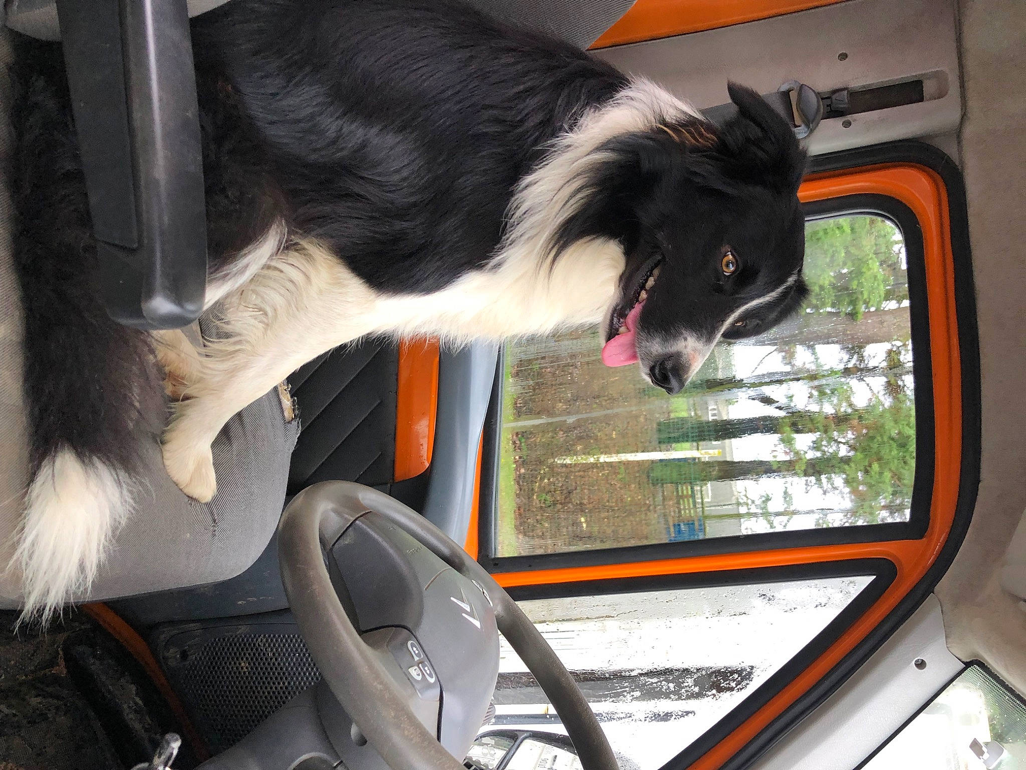 Rocco participe au concours pour gagner de l'argent avec cette photo : auto_part, automotive_design, automotive_exterior, automotive_mirror, automotive_window_part, border_collie, car, carnivore, collar, companion_dog, dog, dog_breed, motor_vehicle, plant, steering_wheel, tree, vehicle, vehicle_door, window, windshield