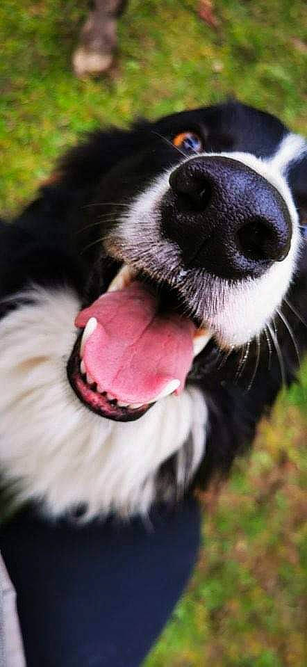 Rocco a rejoint le concours — aidez-le/la à gagner de superbes lots ! canidae, carnivore, close_up, collar, companion_dog, dog, dog_breed, dog_collar, fang, fur, grass, mammal, pet_supply, snout, sporting_group, terrestrial_animal, vertebrate, whiskers, working_animal, yawn