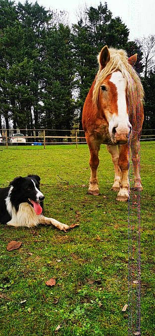 Rocco a rejoint le concours — aidez-le/la à gagner de superbes lots ! border_collie, carnivore, companion_dog, dog, fence, grass, grassland, herding_dog, horse, horse_supplies, landscape, liver, mammal, pack_animal, plant, sorrel, terrestrial_animal, tree, vertebrate, working_animal