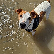 Samy participe au concours pour gagner de l'argent avec cette photo : dog, water, wet_fur, brown_and_white, outdoor, pet, animal, looking_up, shallow_water, sunlight, sparkle, nature, playful, collar, canine, adorable, summer, daylight, portrait, cute