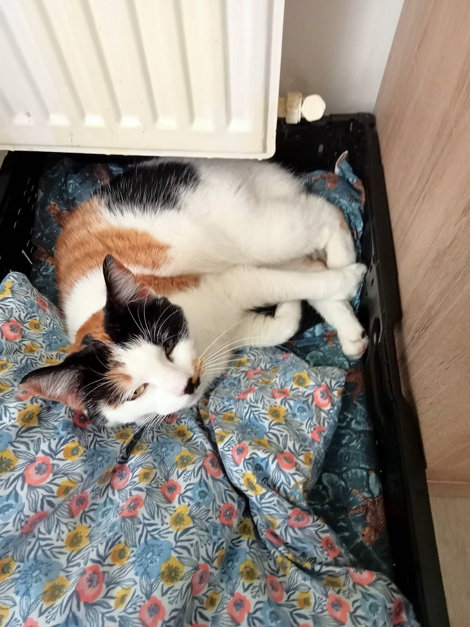 Ronflex participe au concours pour gagner de l'argent avec cette photo : canidae, carnivore, cat, comfort, domestic_short_haired_cat, fawn, felidae, flooring, fur, lap, linens, nap, pattern, paw, small_to_medium_sized_cats, snout, tail, tree, whiskers, wood