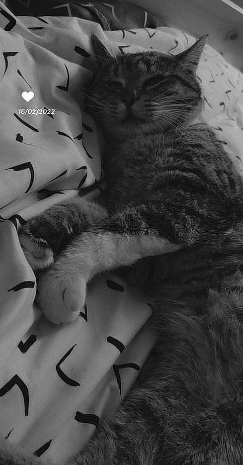 Ronflex a rejoint le concours — aidez-le/la à gagner de superbes lots ! black, black_and_white, carnivore, cat, eye, felidae, gesture, grey, mammal, monochrome, monochrome_photography, organism, small_to_medium_sized_cats, snout, style, textile, toy, vertebrate, whiskers, white