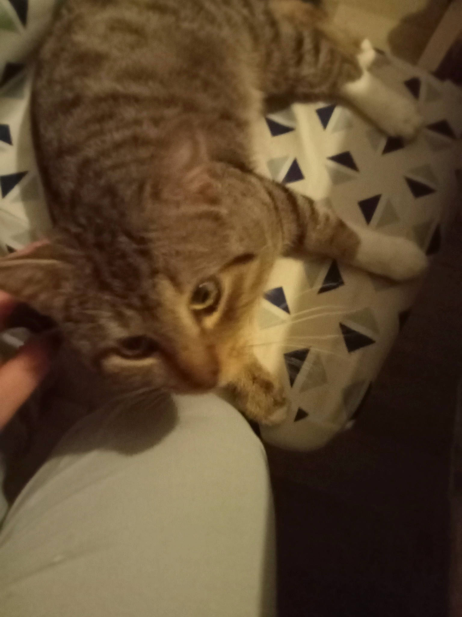 Ronflex participe au concours pour gagner de l'argent avec cette photo : bed, carnivore, cat, claw, comfort, domestic_short_haired_cat, ear, fawn, felidae, fur, jaw, monochrome, monochrome_photography, paw, small_to_medium_sized_cats, snout, tail, terrestrial_animal, whiskers, wildlife