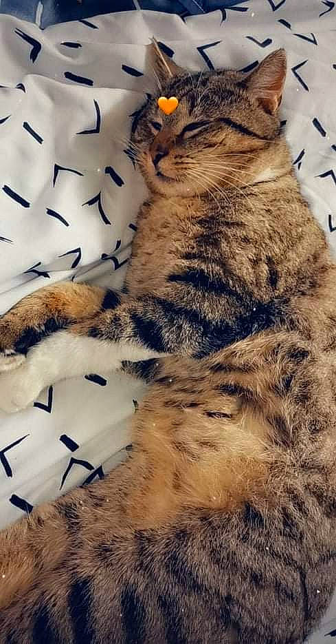 Ronflex a rejoint le concours — aidez-le/la à gagner de superbes lots ! carnivore, cat, claw, comfort, domestic_short_haired_cat, felidae, freezing, fur, mammal, pattern, paw, small_to_medium_sized_cats, snout, snow, tail, terrestrial_animal, vertebrate, whiskers, wildlife, winter