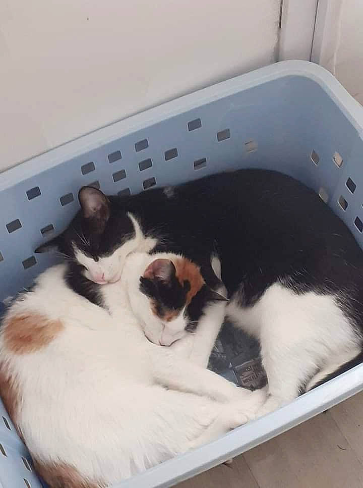 Ronflex participe au concours pour gagner de l'argent avec cette photo : automotive_exterior, bathtub, carnivore, cat, cat_bed, cat_supply, comfort, companion_dog, dog_breed, domestic_short_haired_cat, fawn, felidae, mammal, paw, pet_supply, small_to_medium_sized_cats, snout, tail, vertebrate, whiskers