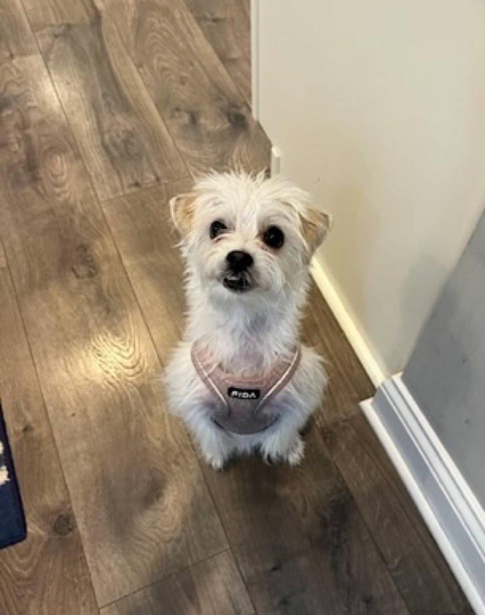 Ella is registered to the contest to win money with this photo: canidae, carnivore, collar, companion_dog, dog, dog_breed, dog_collar, dog_supply, flooring, hardwood, pet_supply, plank, small_terrier, sporting_group, terrier, toy_dog, wood, wood_flooring, wood_stain, working_animal