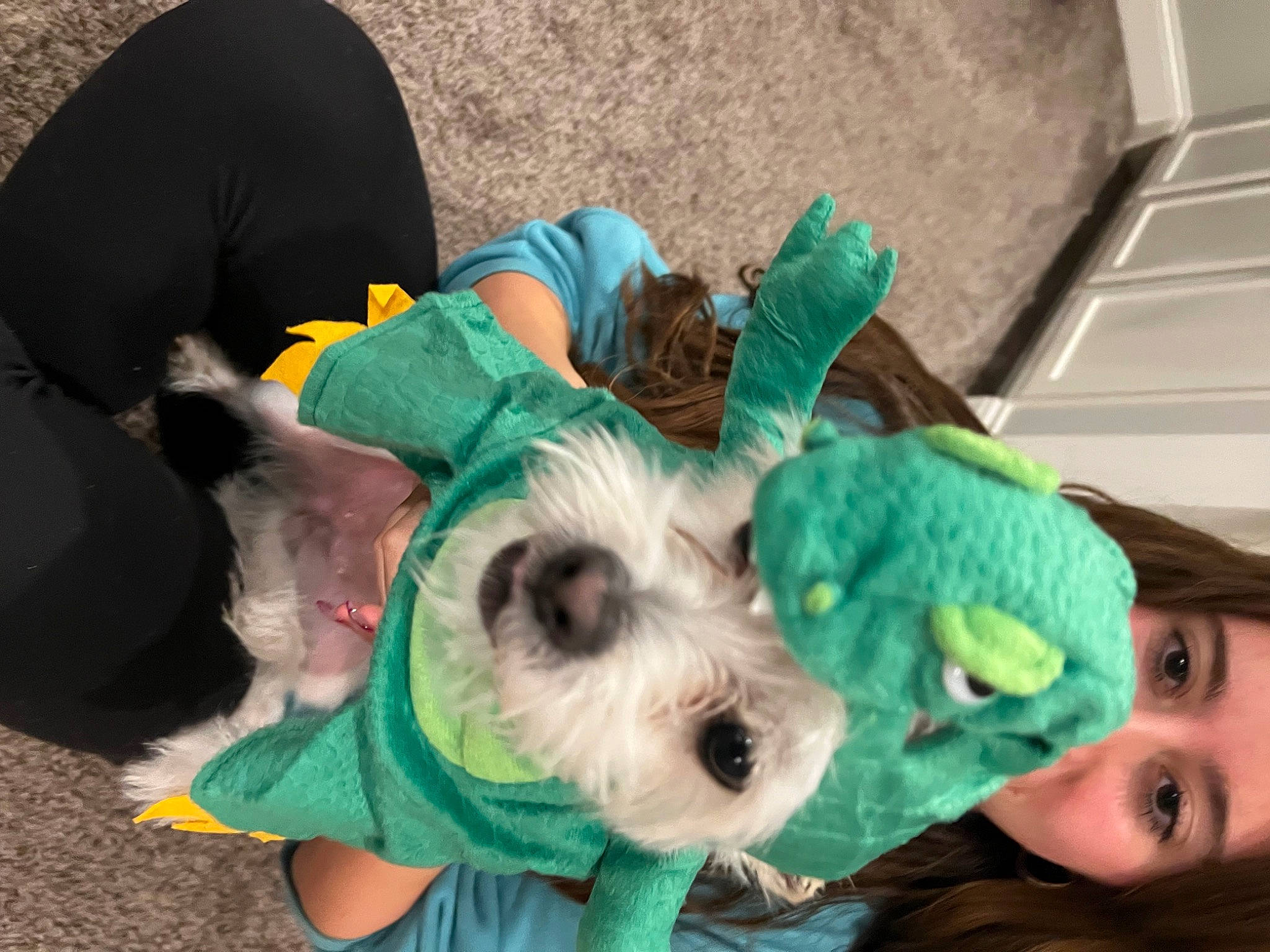 Ella joined the competition — help win amazing prizes! canidae, carnivore, collar, companion_dog, dog, dog_breed, dog_clothes, dog_collar, dog_supply, event, fashion_accessory, fawn, fur, green, pet_supply, snout, sporting_group, sunglasses, toy_dog, working_animal
