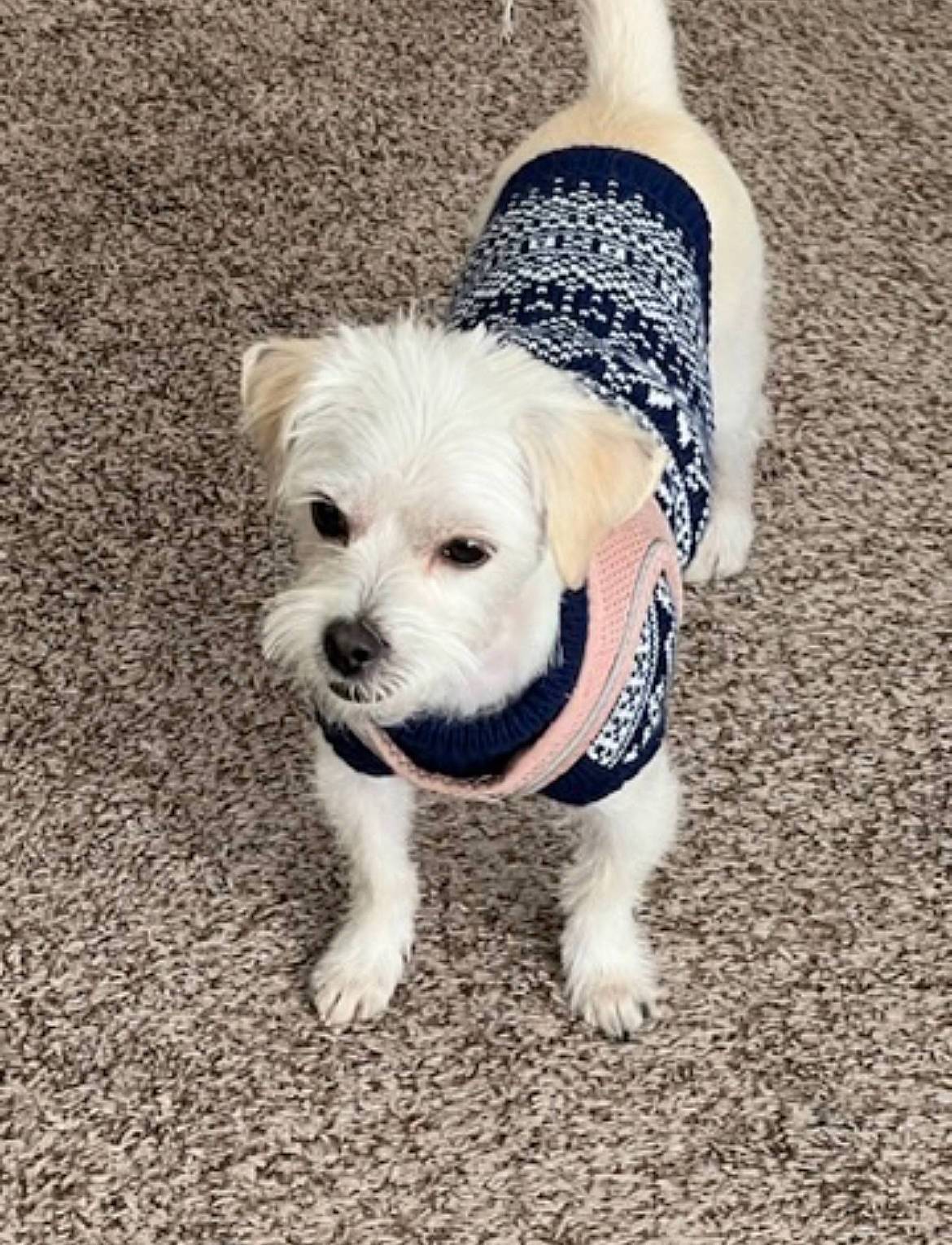 Ella is registered to the contest to win money with this photo: asphalt, carnivore, collar, companion_dog, dog, dog_breed, dog_clothes, dog_collar, dog_supply, fashion_accessory, fawn, flooring, grass, leash, pet_supply, road_surface, snout, tail, toy_dog, working_animal