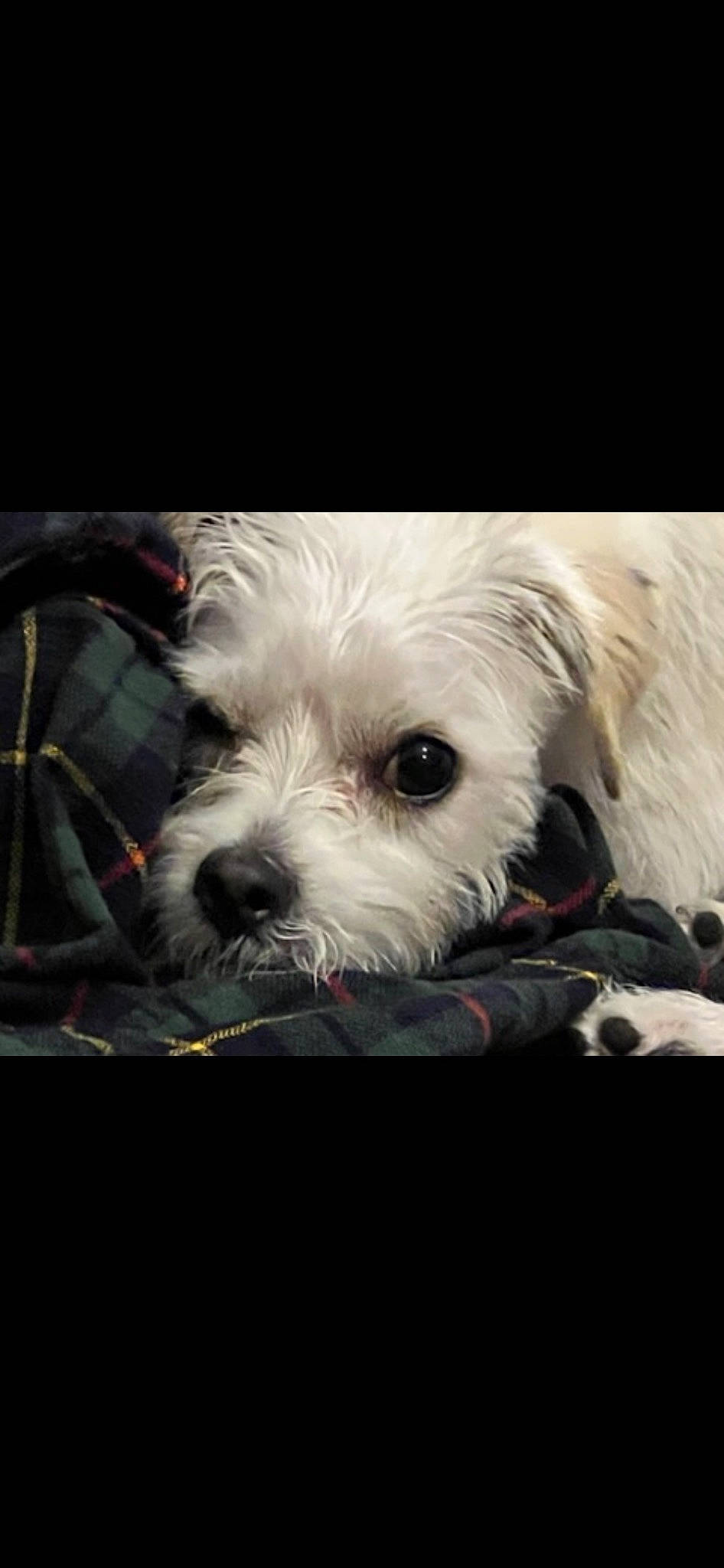 Ella is registered to the contest to win money with this photo: biewer_terrier, canidae, carnivore, cloud, companion_dog, darkness, dog, dog_breed, dog_supply, fur, maltepoo, poodle_crossbreed, puppy_love, shih_poo, small_terrier, smile, snout, sporting_group, terrier, toy_dog