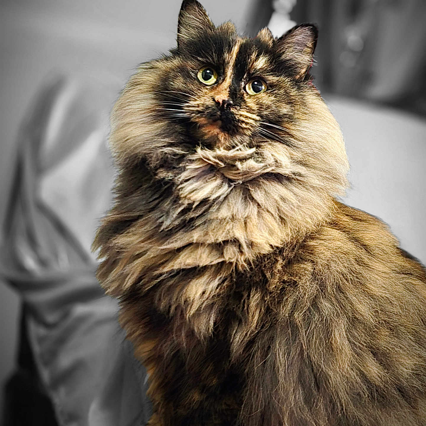 Kiki joined the competition — help win amazing prizes! abyssinian, angora, animal, bodypart, brasssection, cat, face, hardwood, head, horn, kitten, manx, mouth, musicalinstrument, person, pet, photography, portrait, siamese, wood