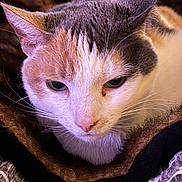 Molly joined the competition — help win amazing prizes! bedding, blanket, calico_cat, cat, close_up, cozy, cute, domestic_animal, ears, eyes, fur, indoor, muzzle, pet, pink_nose, portrait, relaxed, resting, soft_texture, whiskers