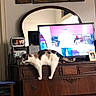 Molly is registered to the contest to win money with this photo: animal, black_white_orange, calico_cat, cat, digital_clock, domestic_animal, dresser, framed_photo, furniture, hanging, home, indoors, living_room, mirror, paws, pet, standing, tail, television, wooden_furniture