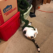 Molly joined the competition — help win amazing prizes! animal, calico_cat, carpet, cat, christmas_decoration, funny_pose, furniture, garland, greenery, indoor, laundry_basket, lying_down, orange_cord, pet, playful, relaxed, room, storage_bin, toy, wooden_cabinet