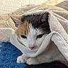 Molly joined the competition — help win amazing prizes! bedding, black_fur, blanket, blue_blanket, calico_cat, cat, close_up, cozy, ears, feline, indoors, orange_fur, pet, pink_nose, portrait, resting, sleepy, snuggled, whiskers, white_fur