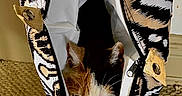 Molly is registered to the contest to win money with this photo: animal, black_fur, carpet, cat, clothing, ears, eyes, face, feline, indoor, jacket, kitten, orange_fur, patterned_fabric, peeking, pet, portrait, whiskers, white_fur, zipper
