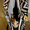 animal, black_fur, carpet, cat, clothing, ears, eyes, face, feline, indoor, jacket, kitten, orange_fur, patterned_fabric, peeking, pet, portrait, whiskers, white_fur, zipper