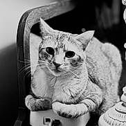 Madison is registered to the contest to win money with this photo: animal, black_and_white, cable, cat, close_up, cozy, curious, device, domestic_animal, feline, furniture, indoor, lamp, pet, portrait, resting, table, technology, whiskers, wood