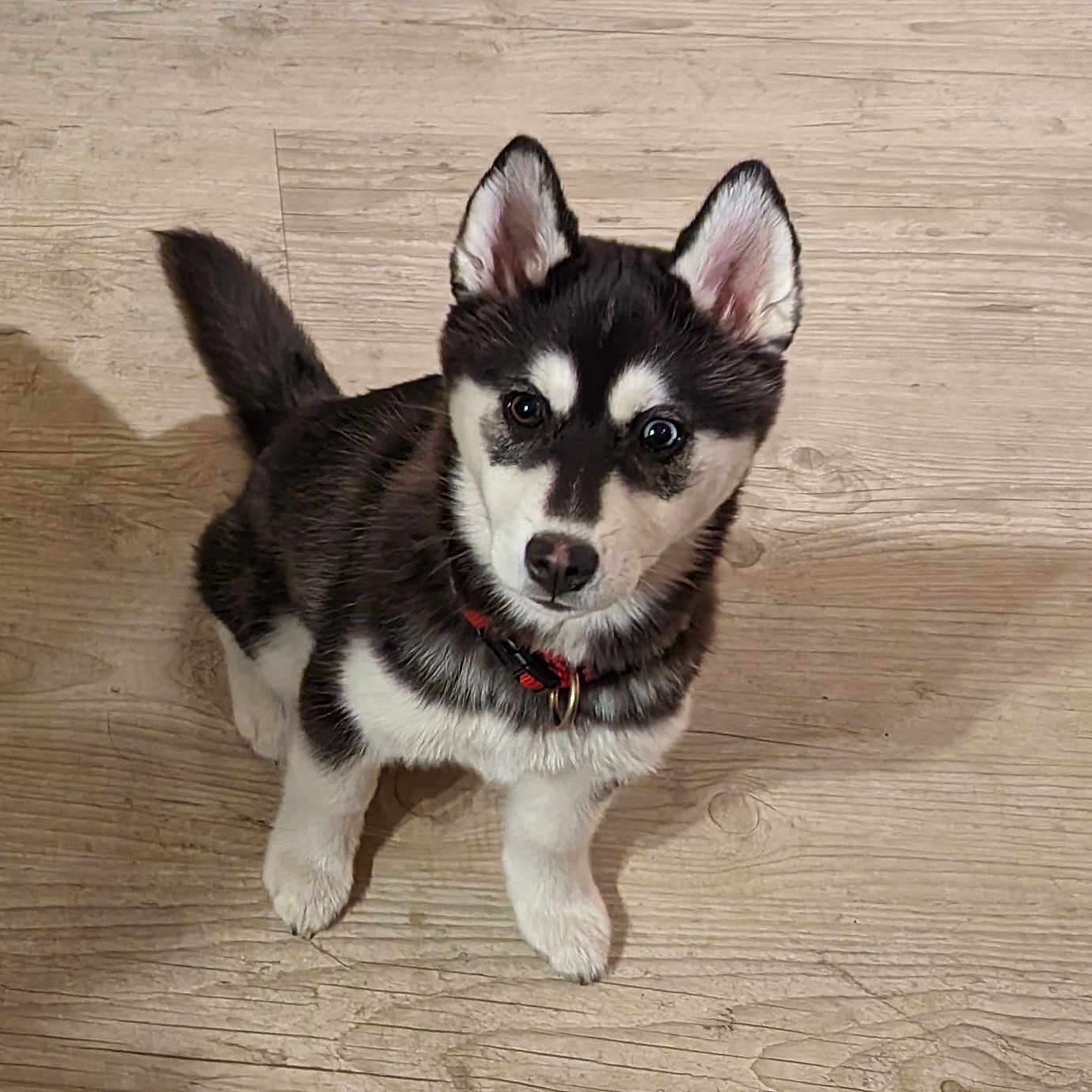 Triksy a rejoint le concours — aidez-le/la à gagner de superbes lots ! accessories, animal, canine, dog, eskimodog, hardwood, husky, leash, pet, puppy, snout, strap, whitedog, wood