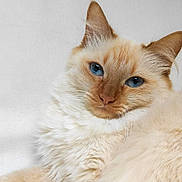 Mina participe au concours pour gagner de l'argent avec cette photo : cat, blue_eyes, fluffy, cream_colored, pet, animal, feline, relaxed, lounging, indoor, close_up, portrait, whiskers, ears, paw, soft_fur, cute, domestic_cat, resting, white_background